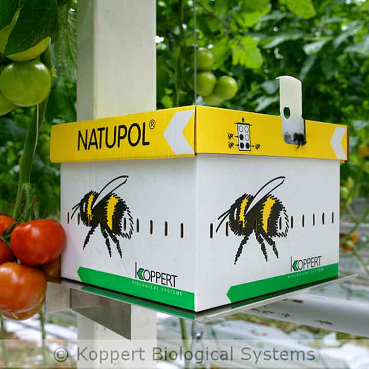 Biológiai növényvédelem növényvédelem kertészetünk